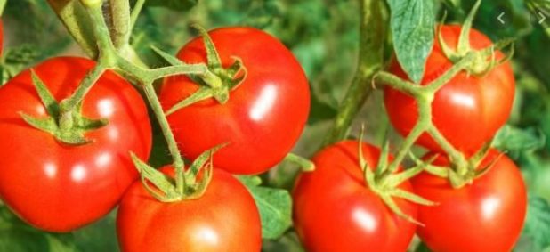 Groen CO2 voor tuinders